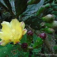 Opuntia monacantha Haw.